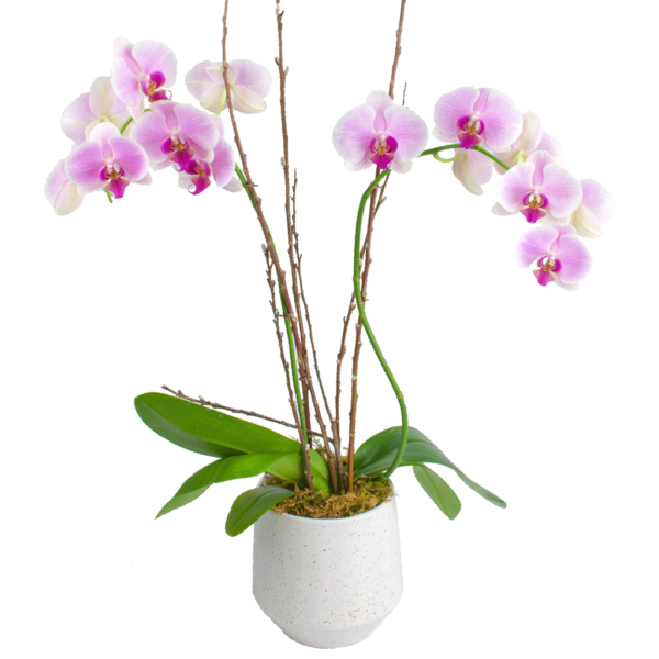 Elegant Double Stem Orchid Designed By Karin S Florist