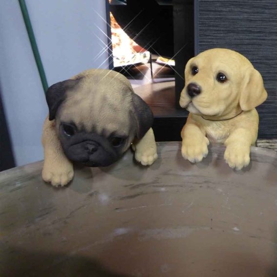 Pug and Golden
