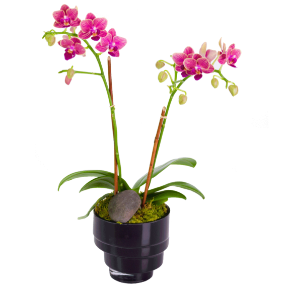 Eclipse Duo - Mini Phalaenopsis Plants