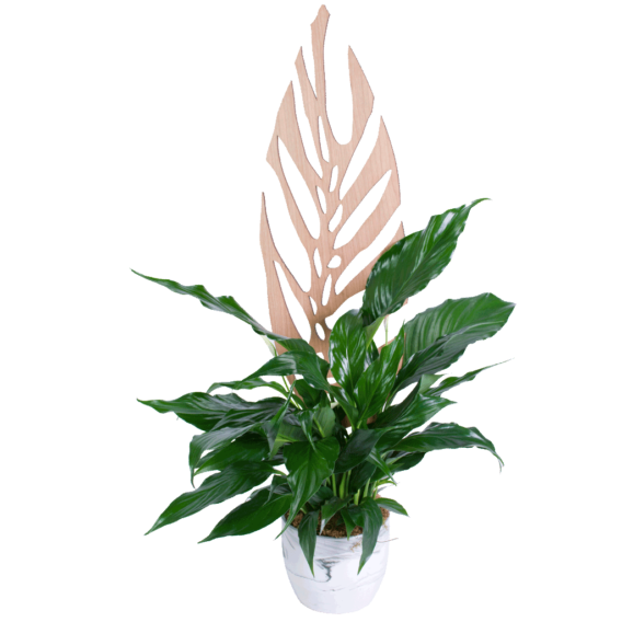 Peace Lily in a Faux Marble Pot